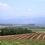Cultivo de caña. Preparativos Dia de Campo