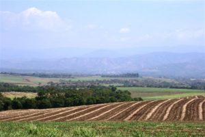 Cultivo de caña. Preparativos Dia de Campo