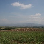 Parcelas Caña de Azucar