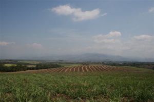 Parcelas Caña de Azucar