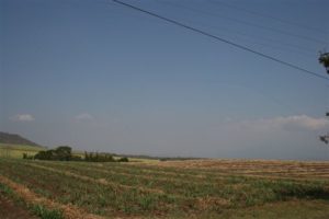 Parcelas de Caña  para Dia de Campo